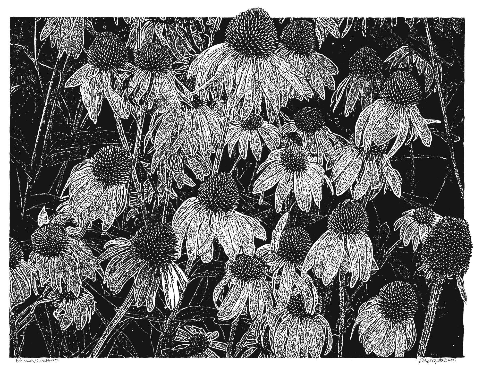 Cone Flowers by Philip Colpitts