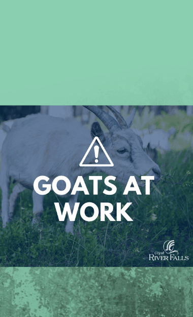 Goats at Work