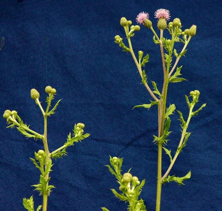 Photo of Invasive Canadian Thistle