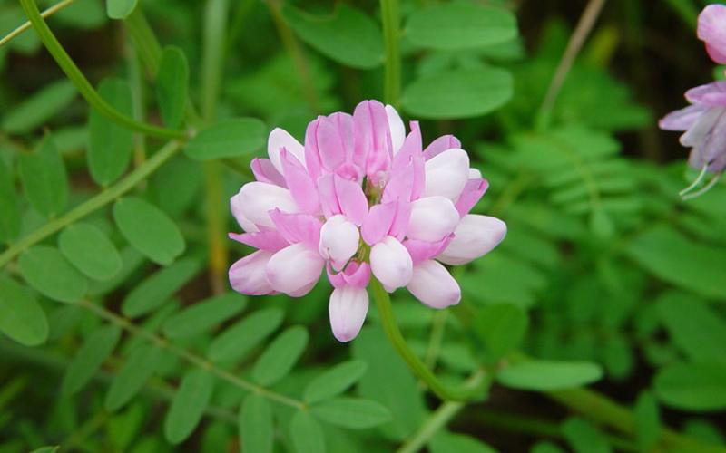 Photo of invasive crown vetch