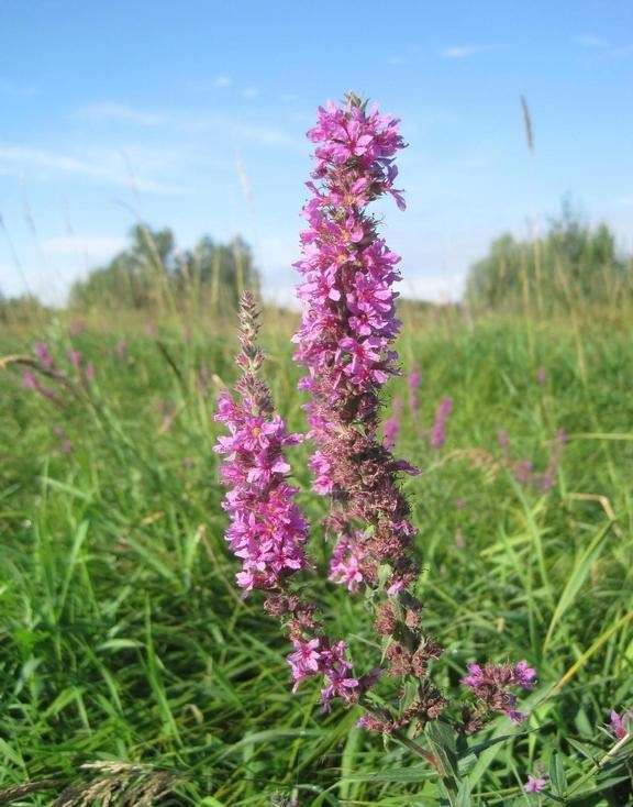 Photo of Invasive Purple Loosestrife